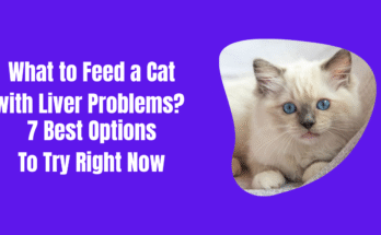 What to Feed a Cat with Liver Problems? 7 Best Options To Try Right Now