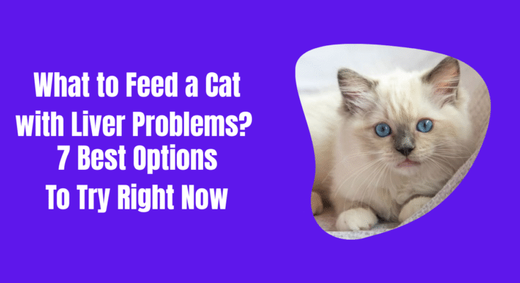 What to Feed a Cat with Liver Problems? 7 Best Options To Try Right Now